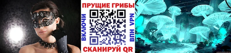 mega зеркало  Суздаль  Галлюциногенные грибы Psilocybe 